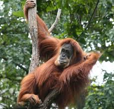 See more ideas about orangutan, sumatra, sumatran orangutan. Good News For Orangutans Or Is It Conservation Articles Blogs Cj