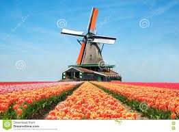 Os países baixos estão localizados no norte da europa ocidental, na zona de costa oeste e noroeste, na zona de costa oeste e noroeste com o mar do norte. Paisagem Das Tulipas E Dos Moinhos De Vento Nos Paises Baixos Foto De Stock Imagem De Monumento Netherlands 71740352