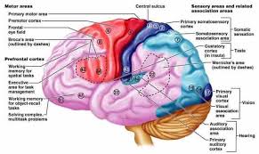Located just posterior of the central sulcus, a fissure that runs down the side of the cerebral cortex, the primary somatosensory cortex comprises of brodmann's areas 3a, 3b, 1, and 2. Functional Areas Of Cerebral Cortex Www Medicoapps Org