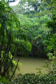 Image result for Eremospatha cuspidata