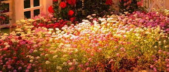 Maybe you would like to learn more about one of these? Custom Designed Landscape Lighting Cary Nc