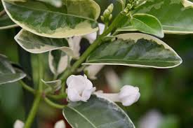 Image result for Hermannia floribunda