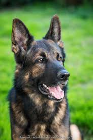 German shepherd red | black and red german shepherd how beautiful is he? German Shepherd Dark Sable