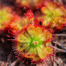 Image result for Drosera dielsiana