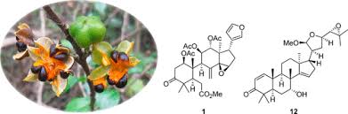 Image result for Turraea robusta