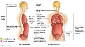 Pin By Cristian Torrico On Nursing Schools Anatomy And Physiology Human Body Anatomy Human Anatomy And Physiology