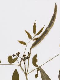 Image result for Senna sophera