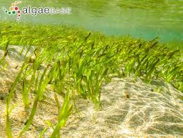 Image result for Cymodoceaceae