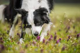 Why do dogs eat grass? Why Do Dogs Eat Grass Top 5 Reasons Tractive Blog