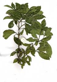 Image result for Vepris reflexa