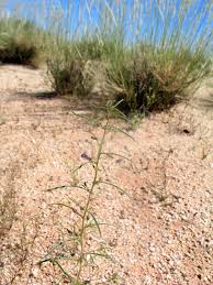 Image result for Anticharis senegalensis