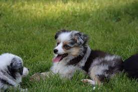 Junior Asdr Toy Australian Shepherd Pup For Sale Near Utica Kentucky Puppies For Sale Toy Australian Shepherd Puppies