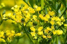Common Rue Ruta Graveolens Uses Research Side Effects