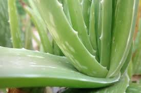 Pasalnya, lidah buaya atau aloe vera ini permintaannya cukup tinggi di masyarakat. 6 Cara Menanam Lidah Buaya Agar Bisa Besar Lebar Nona Tani