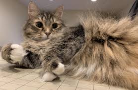 Kitty Just Wants To Play Some Table Top And Show Off Her Syndactyly Cats Kitty Animals