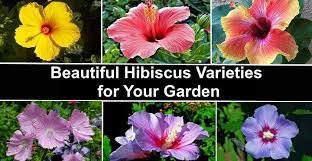 Growing hibiscus hibiscus plant hibiscus flowers exotic flowers orange flowers tropical flowers amazing flowers beautiful flowers hibiscus rosa sinensis. Types Of Hibiscus With Their Flowers And Leaves Pictures