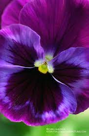 Pin On Flowers