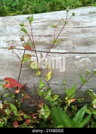 Image result for Persicaria nepalensis