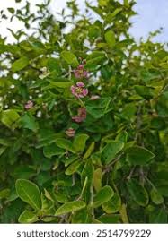 Image result for Malpighia