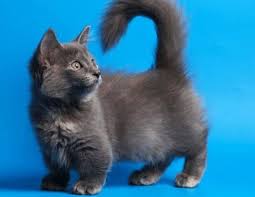 pin de milye koshki i sobaki em manchkin gato munchkin gatos racas de gatos