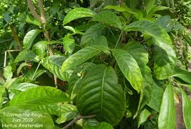 Image result for Tabernanthe