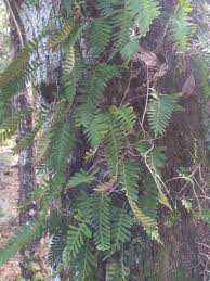 Image result for Pleopeltis