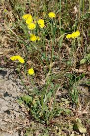 Image result for Bothriocline quercifolia