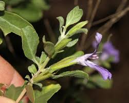 Image result for Dyschoriste radicans