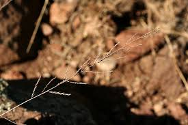 Image result for Leptochloa uniflora