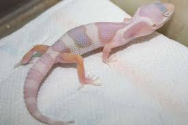 Black And White Striped Leopard Gecko 38 Incredible Albino And Leucistic Animals Leopard Gecko Albino Animals Cute Gecko