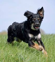 The newfoundland stands between 26 and 28 inches at the shoulders and weighs between 100 and 150 lbs. German Shepherd Bernese Mountain Dog Mix Bernese Mountain Dog Mix Bernese Dog Shepherd Dog Mix