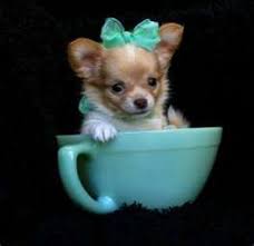 Pin By Ziyanna Vallani On Puppies Dogs Chihuahua Puppies Teacup Chihuahua Puppies Puppies