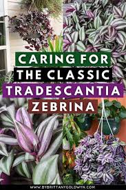 Image result for Tradescantia zebrina