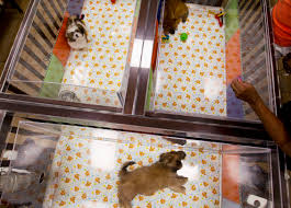 Shop online for dog food, cat food, treats, pet supplies, cat litter & accessories. Pet Stores Cheaper Than Retail Price Buy Clothing Accessories And Lifestyle Products For Women Men