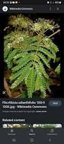Image result for Albizia adianthifolia