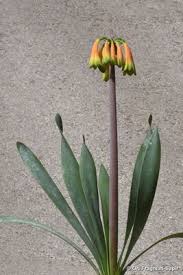 Image result for Cyrtanthus rhodesianus