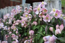 Sie Wunschen Sich Bluhende Zaune Anstatt Tristem Sichtschutz Wir Zeigen Ihnen Welche Zehn Pflanzen Aus Ihrer Mauer Kletterpflanzen Pflanzen Clematis Pflanzen