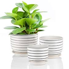 Again, check for drainage with these. Buy Ceramic Plant Pots Indoor Planters Flower Pots Garden Plants Pots With Saucers Set Of 3 Online In India B07r956rkg