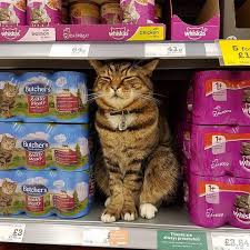 Beloved supermarket cat to be immortalized with crowdfunded statue - UPI.com