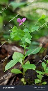 Image result for Canscora diffusa
