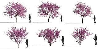 Their main purpose is to add color and accent. Free 3d Models Dcxii Flowering Trees Ejezeta