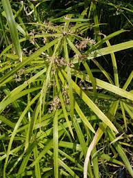 Image result for Cyperus margaritaceus