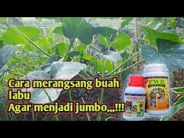 Akan tetapi ada beberapa cara yang harus diketahui agar menanam labu siam dapat berbuah dengan lebat. Tips Pemupukan Labu Agar Cepat Berbuah Jumbo Youtube