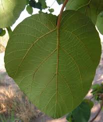 Image result for Ficus sycomorus