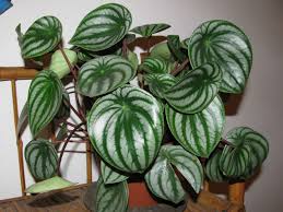 We did not find results for: Peperomia Argyreia Watermelon Peperomia World Of Flowering Plants