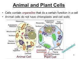 By phospholipid bilayer, i was referring to how animal cells do not have a cell wall and only a phospholipid bilayer. Structure And Function In Animals And Plants Ppt Video Online Download