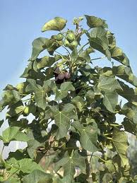 Bagi tubuh, daun salam menawarkan sejumlah manfaat untuk kesehatan. 8 Manfaat Daun Jarak Bantu Mengatasi Masalah Kesehatan