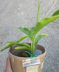 Image result for Siphonochilus aethiopicus