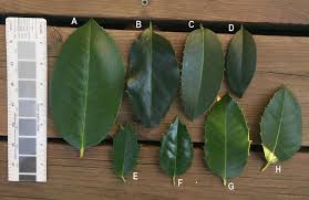 Image result for Ilex latifolia