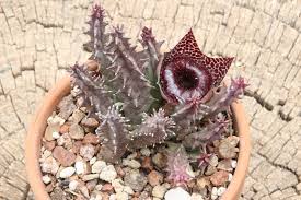 Image result for Huernia leachii